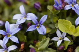 Isotoma fluviatilis 'Alba'  (Isotoma) - afbeelding 2