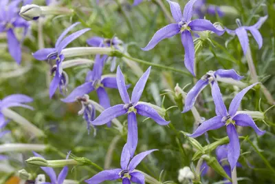 Isotoma fluviatilis 'Alba' (Isotoma) - afbeelding 4