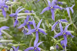 Isotoma fluviatilis 'Alba' (Isotoma) - afbeelding 4