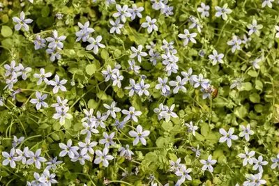 Isotoma fluviatilis 'Alba' (Isotoma) - afbeelding 7