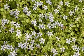 Isotoma fluviatilis 'Alba' (Isotoma) - afbeelding 7