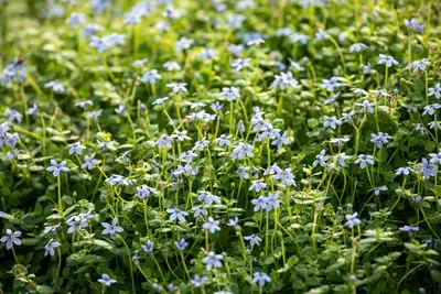 Isotoma fluviatilis 'Alba' (Isotoma) - afbeelding 8