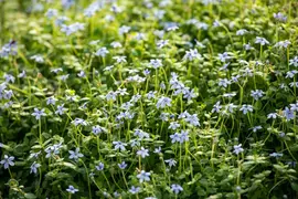 Isotoma fluviatilis 'Alba' (Isotoma) - afbeelding 8