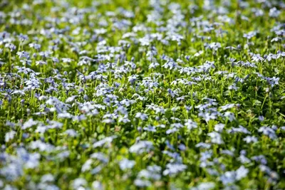 Isotoma fluviatilis 'Alba' (Isotoma) - afbeelding 9