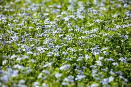 Isotoma fluviatilis 'Alba' (Isotoma) - afbeelding 9