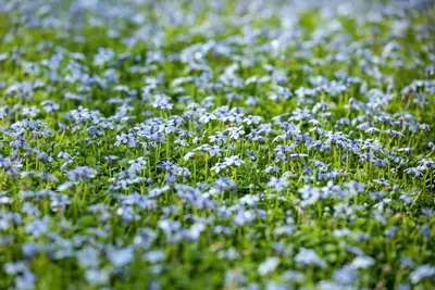 Isotoma fluviatilis 'Alba' (Isotoma) - afbeelding 10