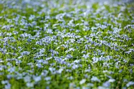 Isotoma fluviatilis 'Alba' (Isotoma) - afbeelding 10