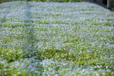 Isotoma fluviatilis 'Alba' (Isotoma) - afbeelding 11