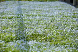 Isotoma fluviatilis 'Alba' (Isotoma) - afbeelding 11