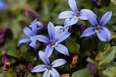 Isotoma fluviatilis 'Alba' (Isotoma) - afbeelding 3