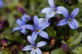 Isotoma fluviatilis 'Alba' (Isotoma) - afbeelding 3