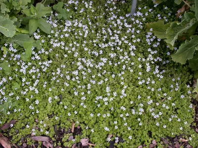 Isotoma fluviatilis 'Alba' (Isotoma) - afbeelding 6