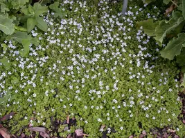Isotoma fluviatilis 'Alba' (Isotoma) - afbeelding 6