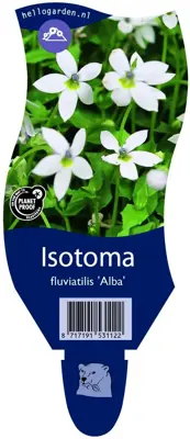 Isotoma fluviatilis 'Alba'  (Isotoma) - afbeelding 1