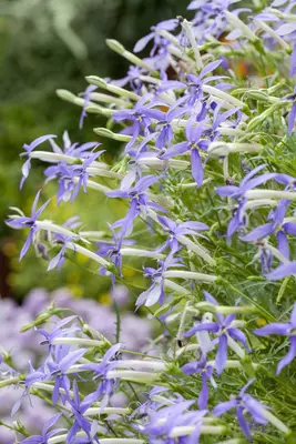 Isotoma fluviatilis 'Alba' (Isotoma) - afbeelding 5