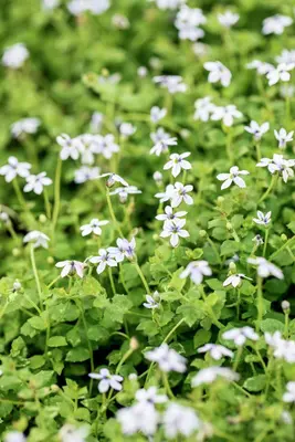 Isotoma fluviatilis 'Alba' (Isotoma) - afbeelding 12