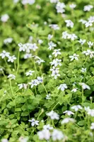 Isotoma fluviatilis 'Alba' (Isotoma) - afbeelding 12