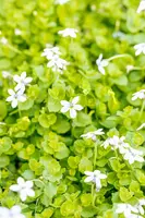 Isotoma fluviatilis 'Dark Blue' (Laurentia 'Dark Blue') - afbeelding 2