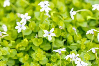Isotoma fluviatilis 'Dark Blue' (Laurentia 'Dark Blue') - afbeelding 1