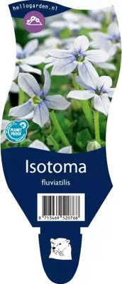 Isotoma fluviatilis (Isotoma) - afbeelding 1