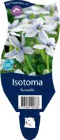 Isotoma fluviatilis (Isotoma) - afbeelding 1