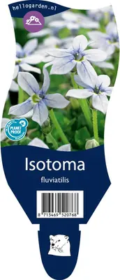 Isotoma fluviatilis (Isotoma) - afbeelding 1