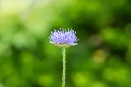 Jasione Laevis Blaulicht (Zandblauwtje) - afbeelding 4