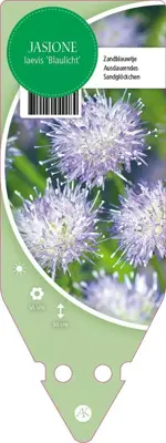 Jasione Laevis Blaulicht (Zandblauwtje) - afbeelding 1