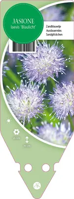 Jasione Laevis Blaulicht (Zandblauwtje) - afbeelding 1