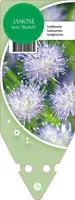 Jasione Laevis Blaulicht (Zandblauwtje) - afbeelding 1