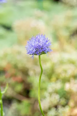 Jasione Laevis Blaulicht (Zandblauwtje) - afbeelding 3