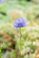 Jasione Laevis Blaulicht (Zandblauwtje) - afbeelding 3