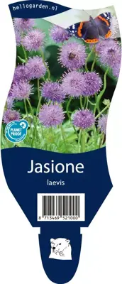 Jasione (Zandblauwtje) - afbeelding 1