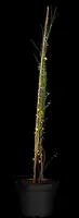 Jasminum nudiflorum (Winterjasmijn) klimplant - afbeelding 11