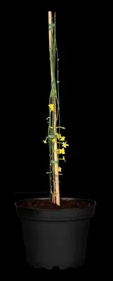 Jasminum nudiflorum (Winterjasmijn) klimplant - afbeelding 12