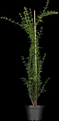 Jasminum nudiflorum (Winterjasmijn) klimplant - afbeelding 7
