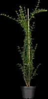 Jasminum nudiflorum (Winterjasmijn) klimplant - afbeelding 7