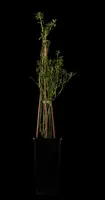 Jasminum nudiflorum (Winterjasmijn) klimplant - afbeelding 6