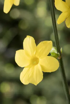 Jasminum nudiflorum (Winterjasmijn) klimplant - afbeelding 9