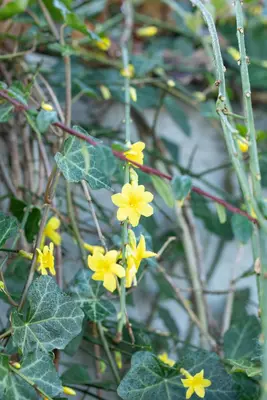 Jasminum nudiflorum (Winterjasmijn) klimplant - afbeelding 14