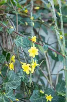 Jasminum nudiflorum (Winterjasmijn) klimplant - afbeelding 14
