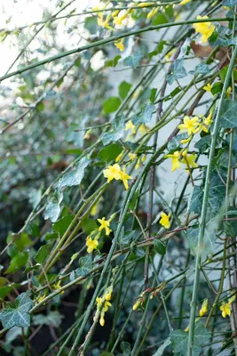 Jasminum nudiflorum (Winterjasmijn) klimplant - afbeelding 17