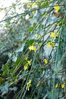 Jasminum nudiflorum (Winterjasmijn) klimplant - afbeelding 17
