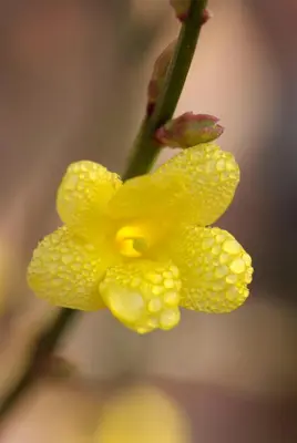 Jasminum nudiflorum (Winterjasmijn) klimplant - afbeelding 3