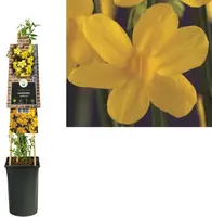 Jasminum nudiflorum (Winterjasmijn) klimplant - afbeelding 1
