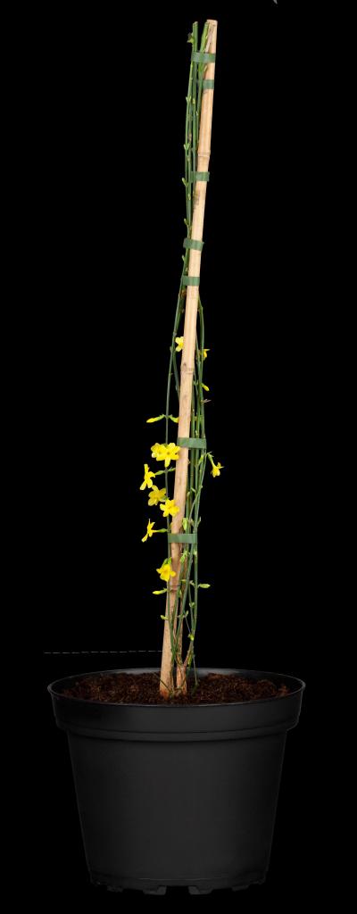 Jasminum nudiflorum (Winterjasmijn) klimplant - afbeelding 10