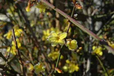 Jasminum nudiflorum (Winterjasmijn) klimplant - afbeelding 13
