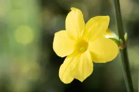 Jasminum nudiflorum (Winterjasmijn) klimplant - afbeelding 8