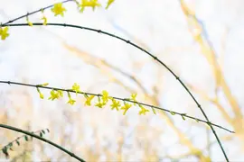 Jasminum nudiflorum (Winterjasmijn) klimplant - afbeelding 15