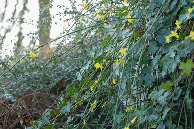 Jasminum nudiflorum (Winterjasmijn) klimplant - afbeelding 16